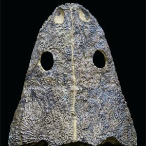 Metoposaurus diagnosticus krasiejowensis_Posla_87